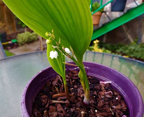 Biosfera Vegetal Lirio De Los Valles O Muguet Convallaria Majalis L