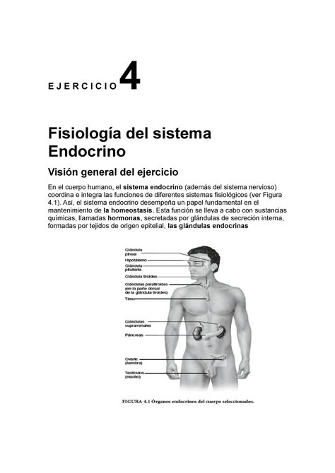 Ejercicio 4 Fisiología del Sistema Endocrino E J E R C I C I O 4