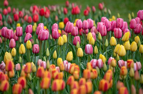 14 Types of Tulips for Your Garden