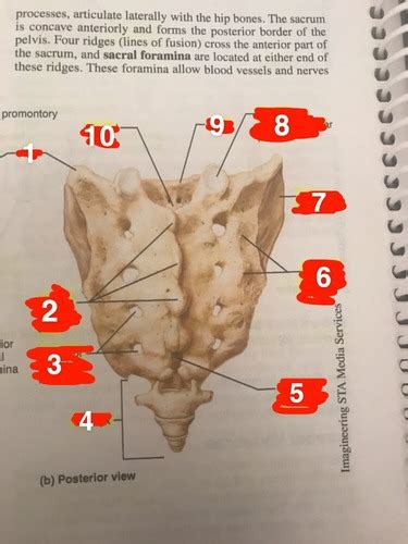 Sacrum And Coccyx Back View Flashcards Quizlet