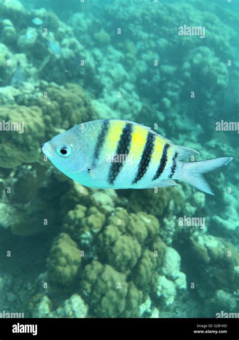 Black And White Striped Fish Saltwater - Reef Fish Index Bahamas ...