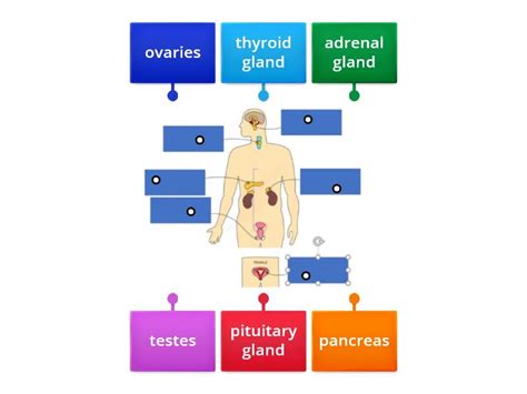 Endocrine System GCSE BIO Labelled Diagram