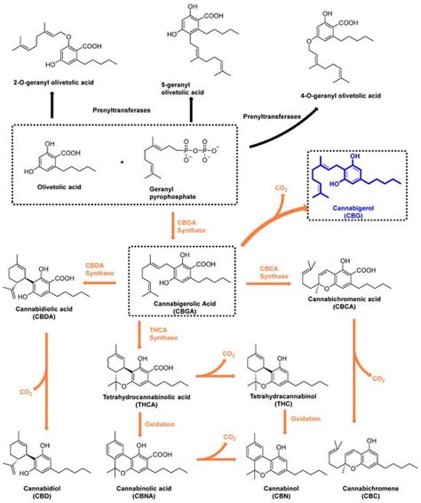 Cannabigerol Cbg A Comprehensive Review Of Its Molecular Mechanisms