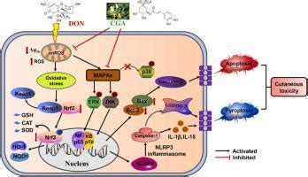 Chlorogenic Acid Attenuates Deoxynivalenol Induced Apoptosis And