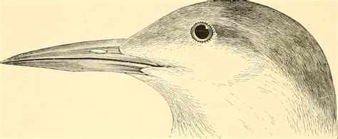 Image From Page 305 Of The Water Birds Of North America Flickr