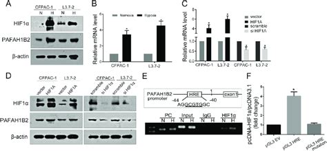 Hif Transactivates The Expression Of Pafah B In Pdac Cells Aeb Two