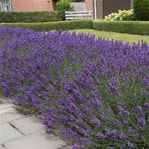 Lavandula Angustifolia Hidcote Nu Beschikbaar Mijn Wonen Blog