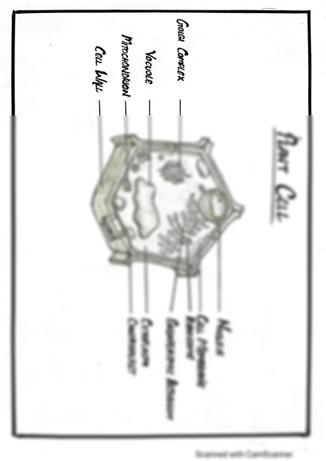 SOLUTION: Plant cell - Labelled diagram - Studypool