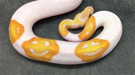 This guy spent 8 years making an emoji snake, and it was totally worth ...