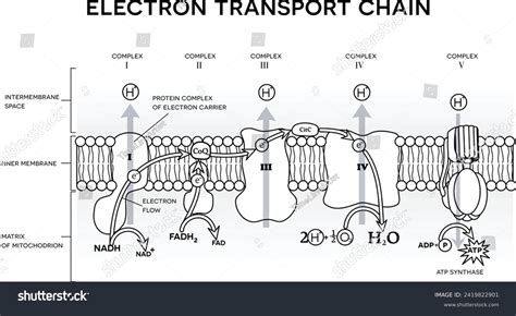 Electron Transport Chain Oxidative Phosphorylation Final Stock Vector Royalty Free 2419822901