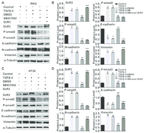 Dcr Was Required For Tgf Smad Signaling Induced Emt A Tgf