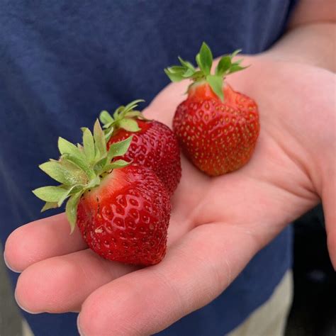 strawberry fields