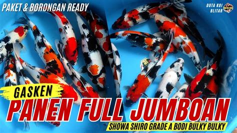 Panen Koi Jumbo Mantul Showa Shiro Utsuri Grade A Size Up Bodi