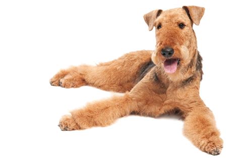 Oorang Airedale Breeders