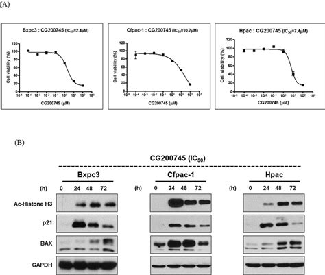 Anti Proliferative And Pro Apoptotic Activities Of Cg200745 Against