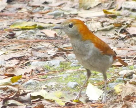 Ryukyu Robin Facts Diet Habitat And Pictures On Animaliabio