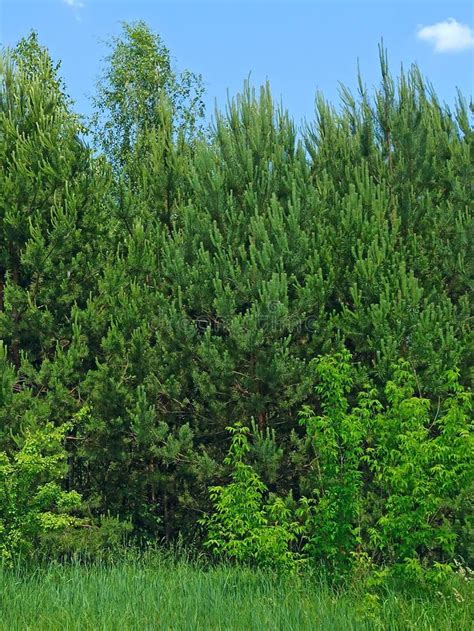 Branches Of Pine Close Up In Forest Dense Pine Forest Coniferous