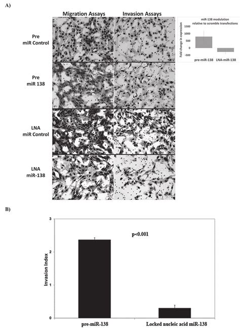 Cell Morphology And Invasion Phenotype Following MiR 138 Modulation