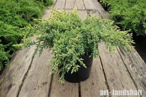 Можжевельник чешуйчатый "Dream Joy" (Дрим Джой) - купить в Екатеринбурге