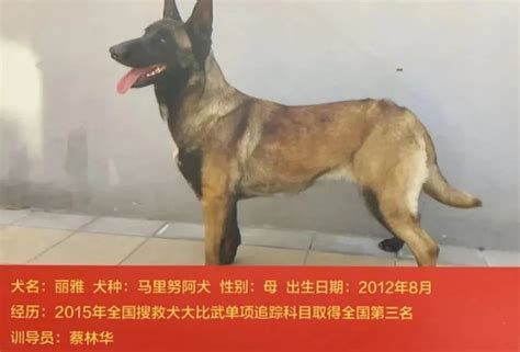 中国救援队4只搜救犬“上阵救人”！成为搜救犬，需要澎湃号·政务澎湃新闻 The Paper