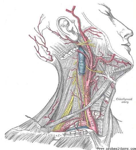 Gray's Anatomy - Prohealthsys