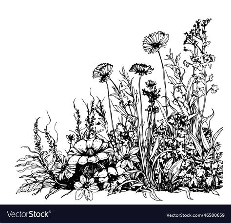 Part of wild flower field hand drawn sketch Vector Image