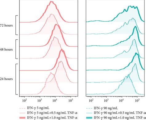 TNF α and IFN γ exert a synergistic effect on the induction of ICAM 1