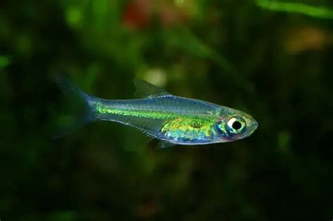 Neon Green Rasbora - Microdevario kubotai Fish Profile & Care Guide