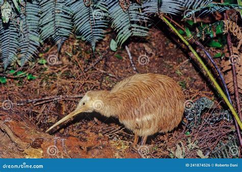 Kiwi, are Flightless Birds Endemic To New Zealand Stock Photo - Image ...