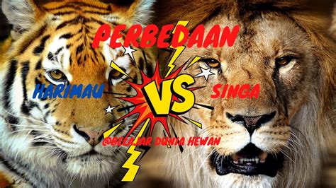 Harimau Dan Singa Apa Perbedaannya L Belajar Dunia Hewan Youtube