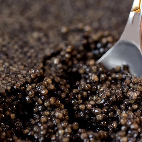 caviar  seafood midnight