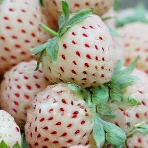 Cara Menanam Buah Strawberry Dari Biji Abu Garden