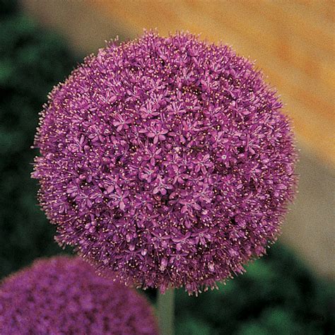 The Giant Allium New Summer Fall Items J W Jung Seed Company