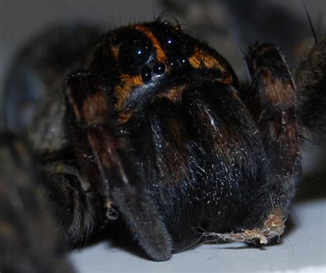 Wolf Spider Close Up Tigrosa Grandis Bugguidenet