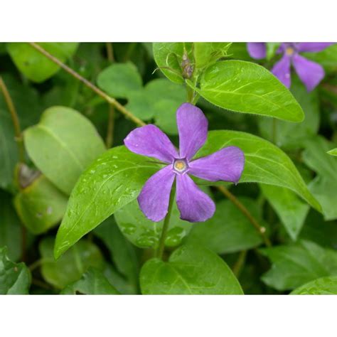 Vinca Major L Anthosart