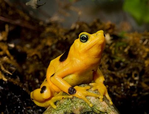 Panamanian Golden Frog Facts and Pictures