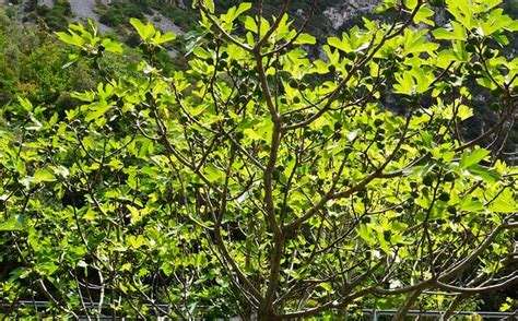 Pianta Di Ficus Oltre 850 Varietà Da Esterno O Interno Da Scoprire