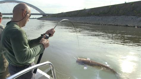 Pecanje Soma Smu A I Bucova Na Dunavu Kod Novog Sada Fishing Catfish