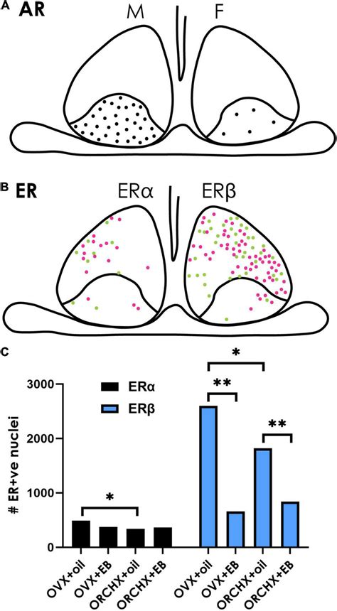 Sex Hormone Receptors In The Scn A The Cartoon Depicts The Download Scientific Diagram