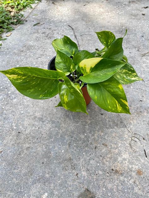Golden Pothos Plants for sale in Tampa, Florida | Facebook Marketplace