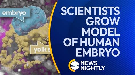 Scientists Grow Model Of Human Embryo Without Sperm Or An Egg Ewtn News Nightly Youtube