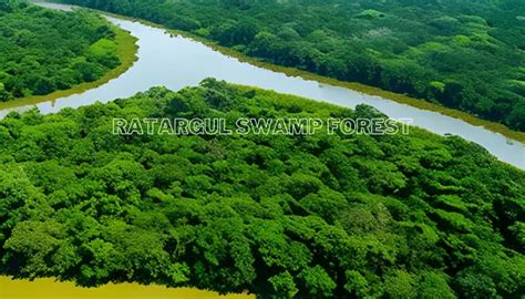 Ratargul Swamp Forest, Sylhet, Bangladesh | Travel Bangladesh