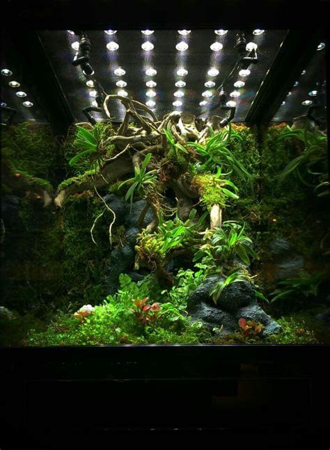 Dart frogs terrarium poisons . | Frog terrarium, Indoor water garden ...