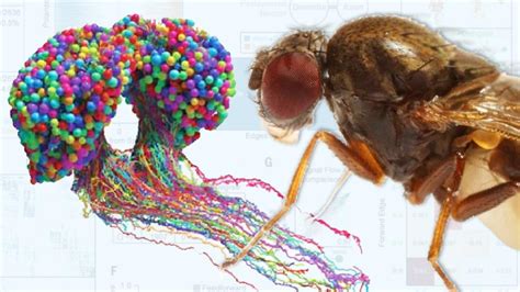 Completado El Primer Mapa Del Cerebro De Un Insecto Y Sus Conexiones