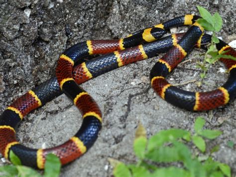 Alabama Man Fights For His Life After Coral Snake Bite - Reptiles Magazine