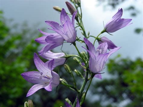 Campanula Rapunculus Rampion Bellflower