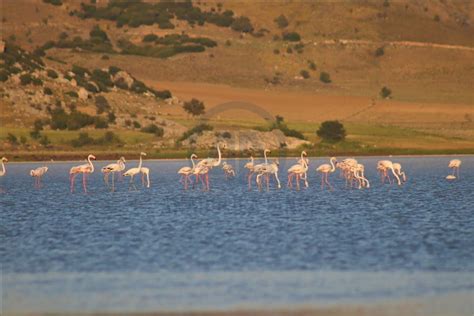 Burdur Yar L G L Nde Flamingo Yo Unlu U Anadolu Ajans