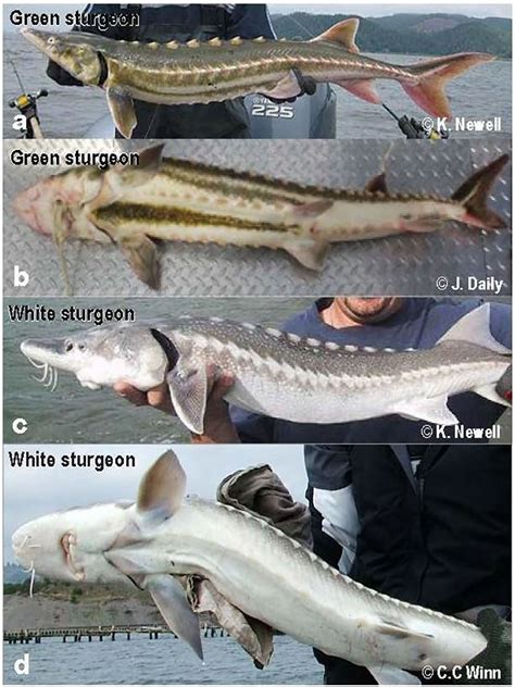 Living Fossils Sturgeon Of The San Francisco Estuary · Frontiers For