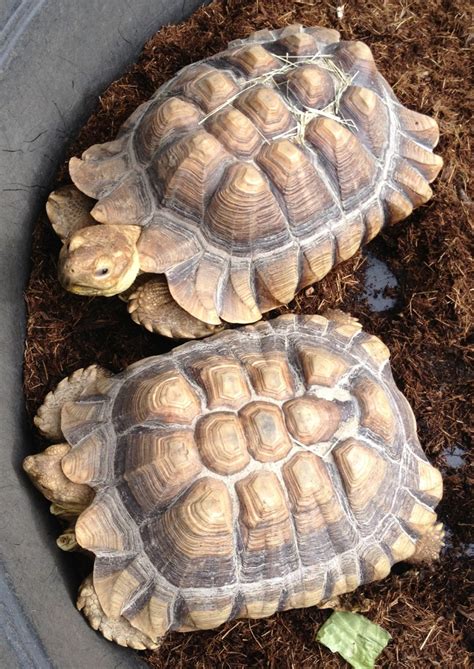 Patrick & Nevaeh, my tortoises