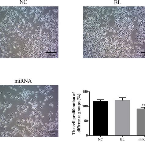 Effects Of MiRNA132 On Cell Viability Of KETR3 Cells After KETR3